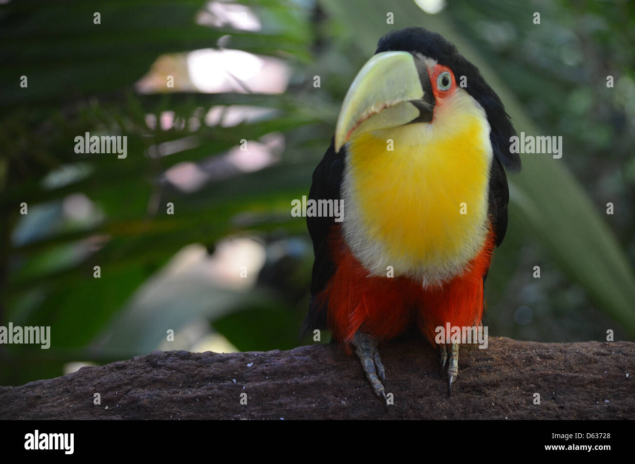Südamerikanische Toucan im Merchant logo Parque das Aves Bird Park, Iguazu, Brasilien Stockfoto