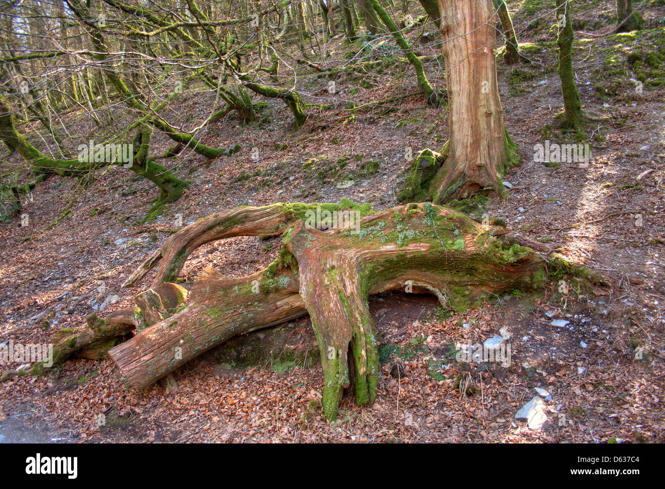 Ein Baum gefallen an der Seite des Flusses Walkham in Devon, Südwest-England, UK Stockfoto