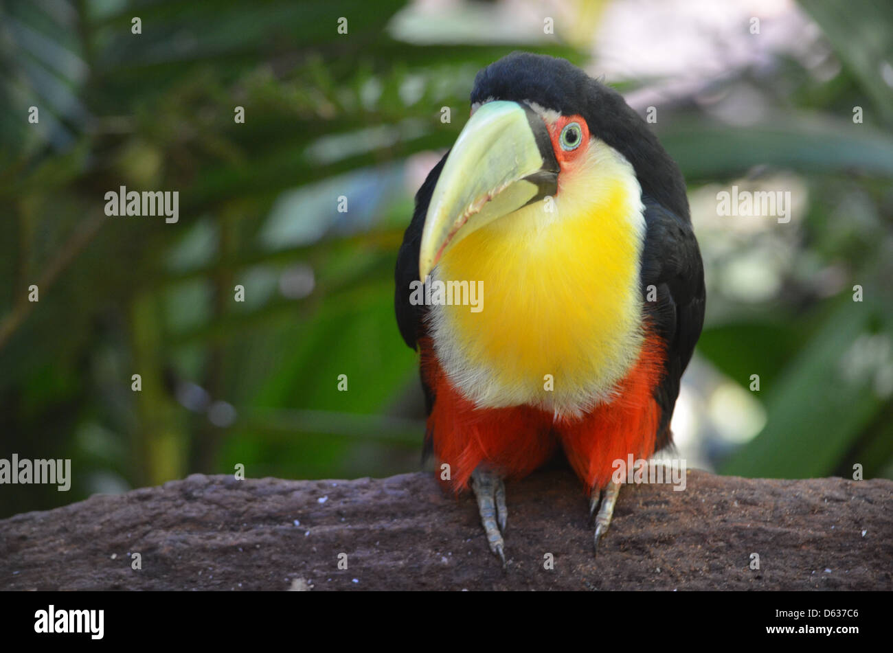 Südamerikanische Toucan im Merchant logo Parque das Aves Bird Park, Iguazu, Brasilien Stockfoto