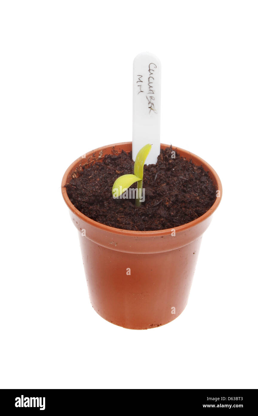 Neu gekeimte Gurke Sämling in einem Topf mit Pflanze isoliert gegen weiß Stockfoto