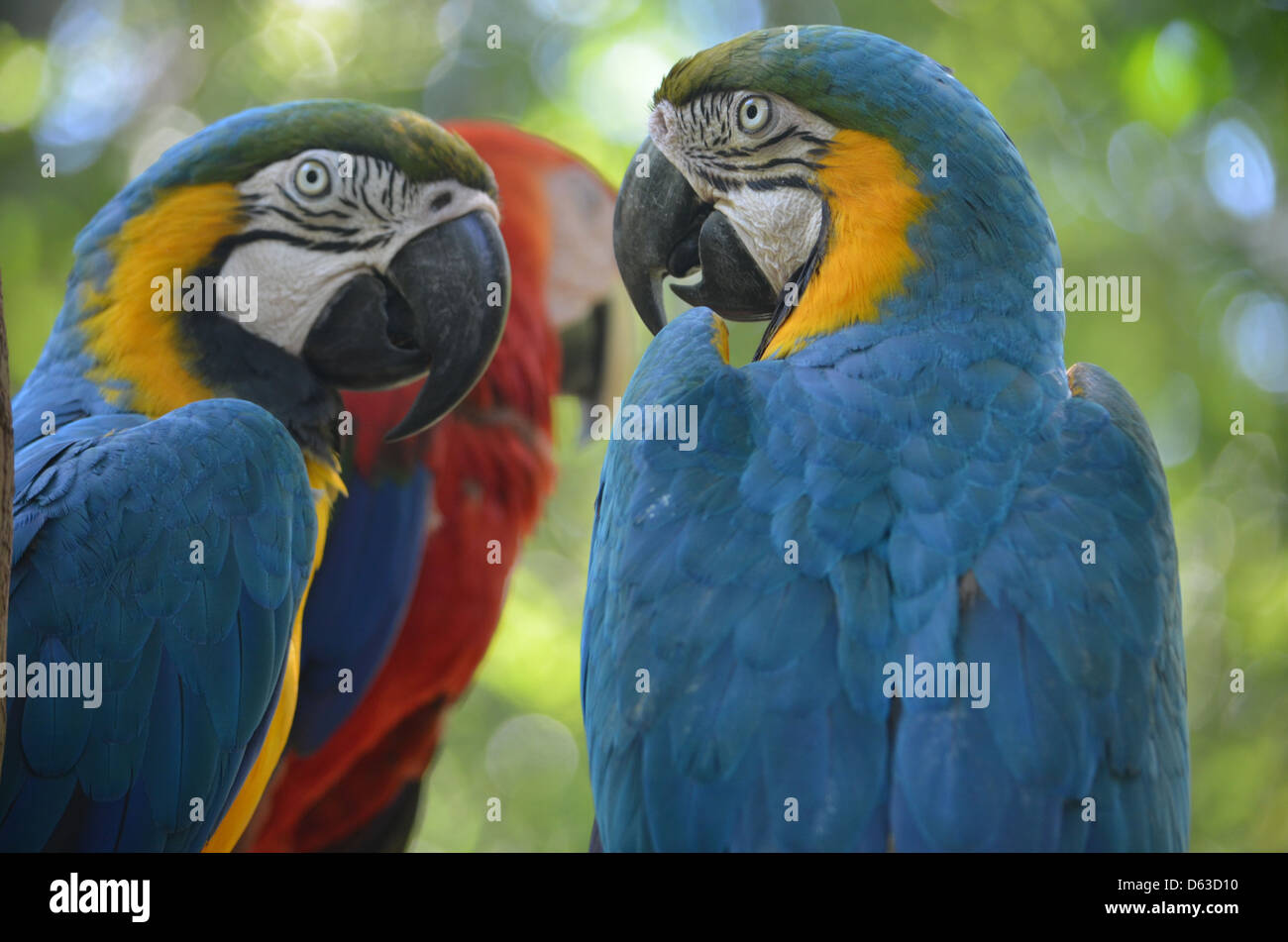 Blaue, gelbe und rote Aras im Regenwald des Amazonas, Peru Stockfoto