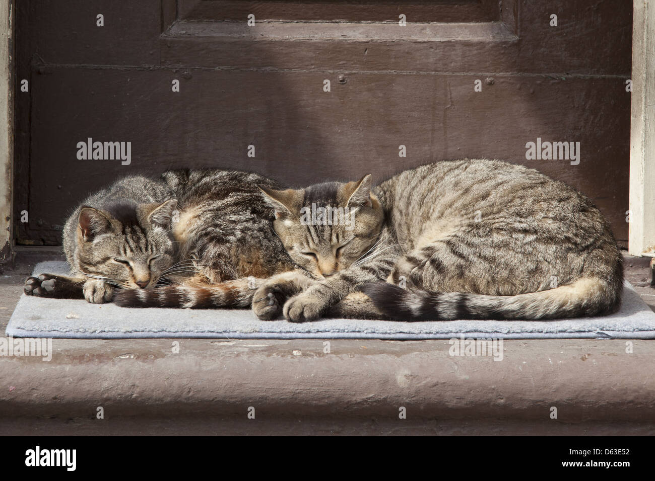 Zwei Katzen-Lounge auf der Stoop von Brooklyn, NY-Apartment-Haus in der Sonne. Stockfoto