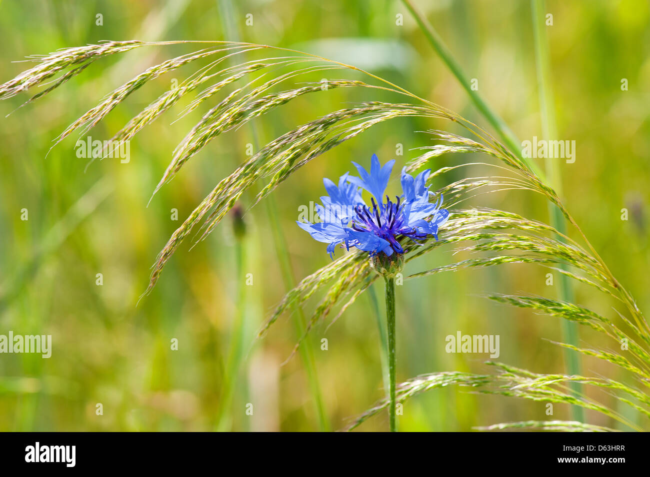 Centaurea Cyanus oder Kornblume mit blauen Blüten Stockfoto