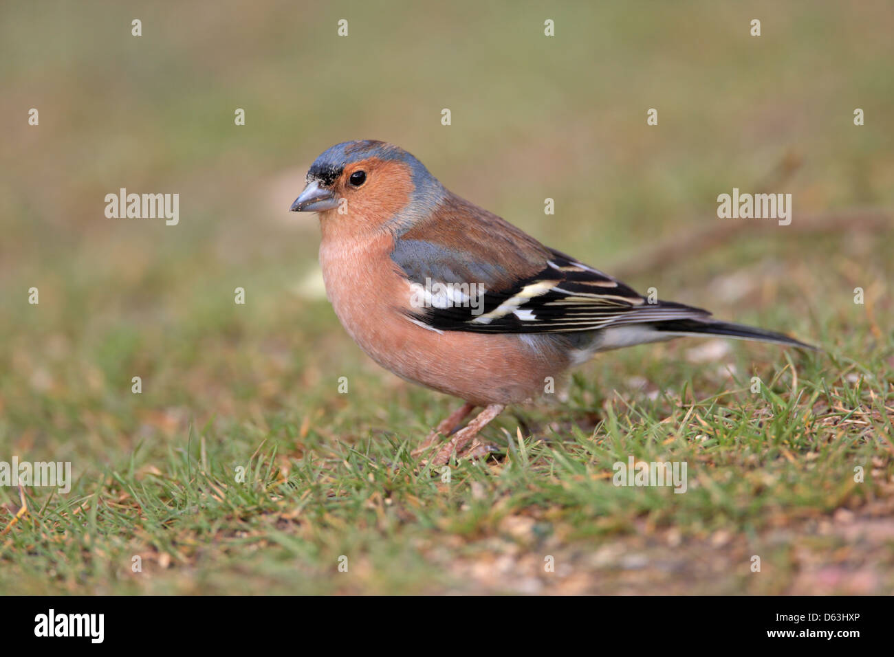 Gemeinsamen Buchfink Fringilla Coelebs Männchen in einem englischen Garten Stockfoto