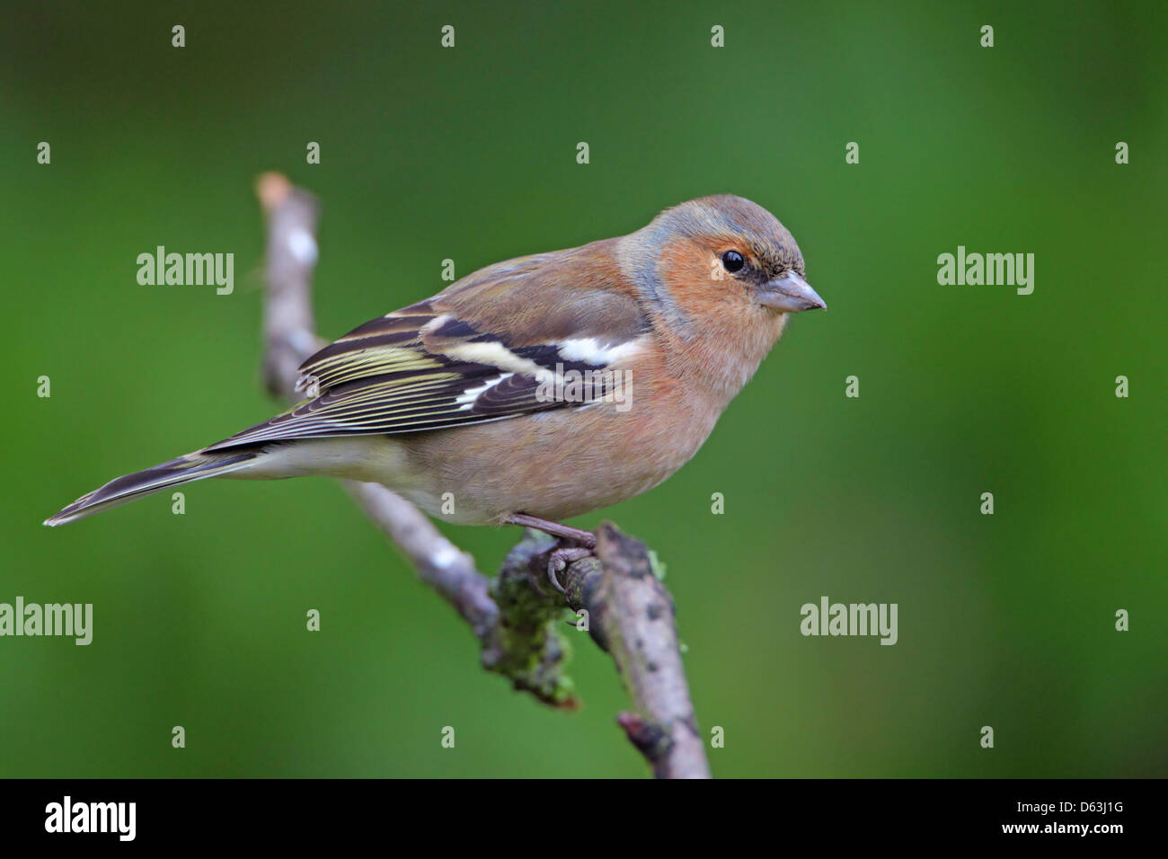 Gemeinsamen Buchfink Fringilla Coelebs Männchen in einem englischen Garten Stockfoto