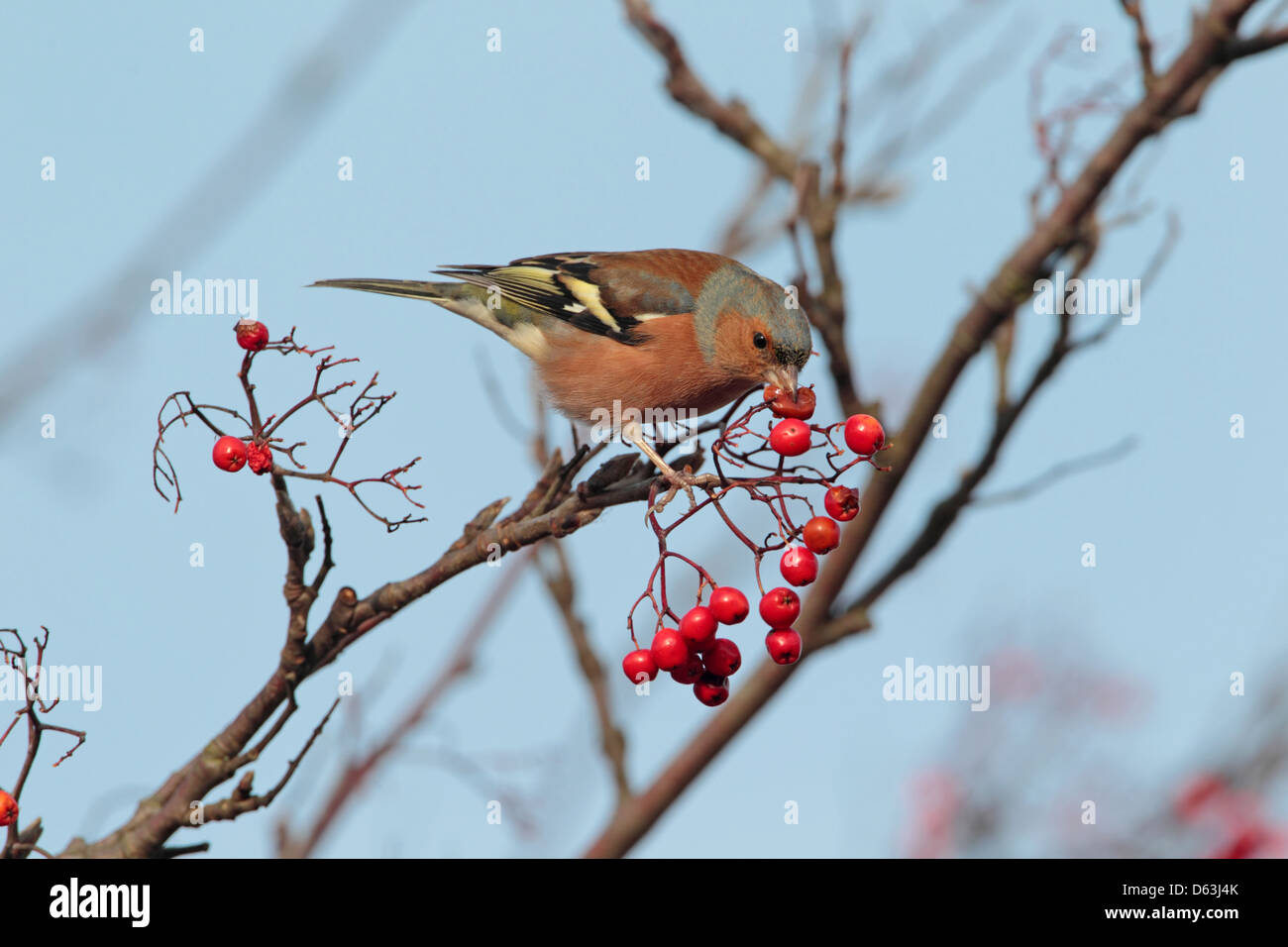 Gemeinsamen Buchfink Fringilla Coelebs Männchen in einem englischen Garten Stockfoto
