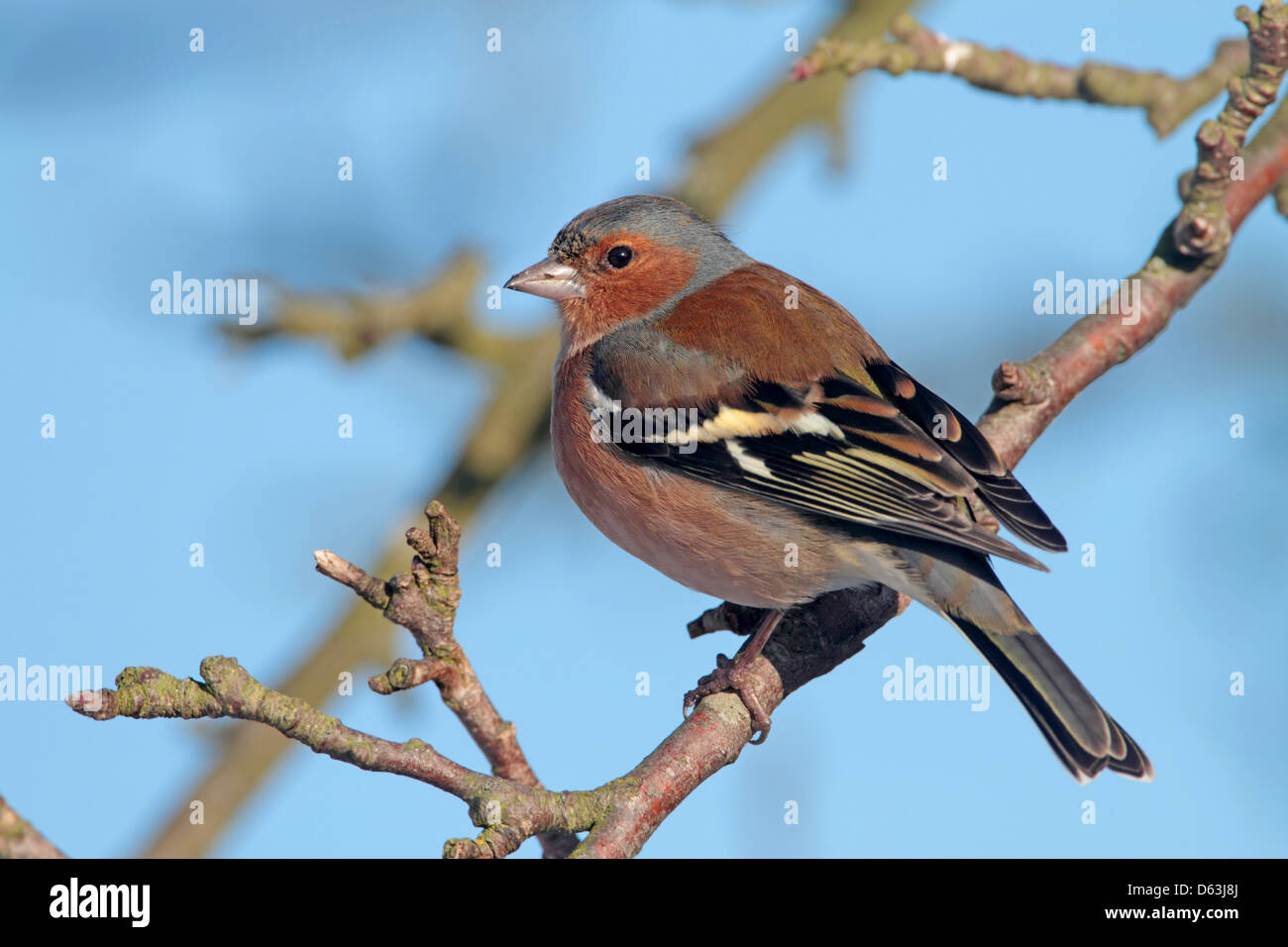 Gemeinsamen Buchfink Fringilla Coelebs Männchen in einem englischen Garten Stockfoto