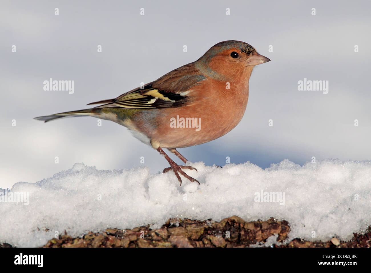 Männliche gemeinsame Buchfink Fringilla Coelebs thront im Schnee in England Stockfoto