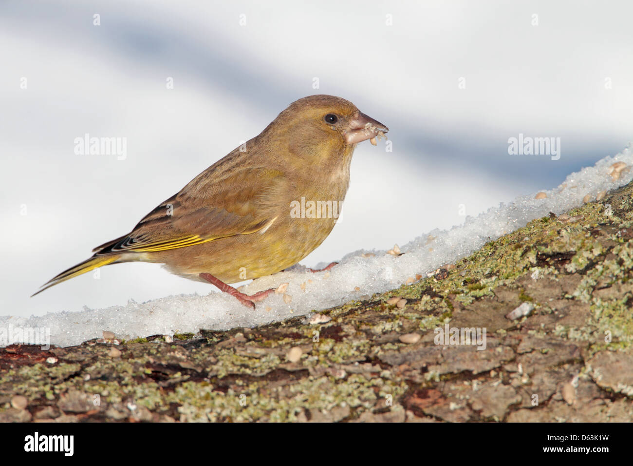 Eurasischen Grünfink Carduelis chloris Weiblich Stockfoto