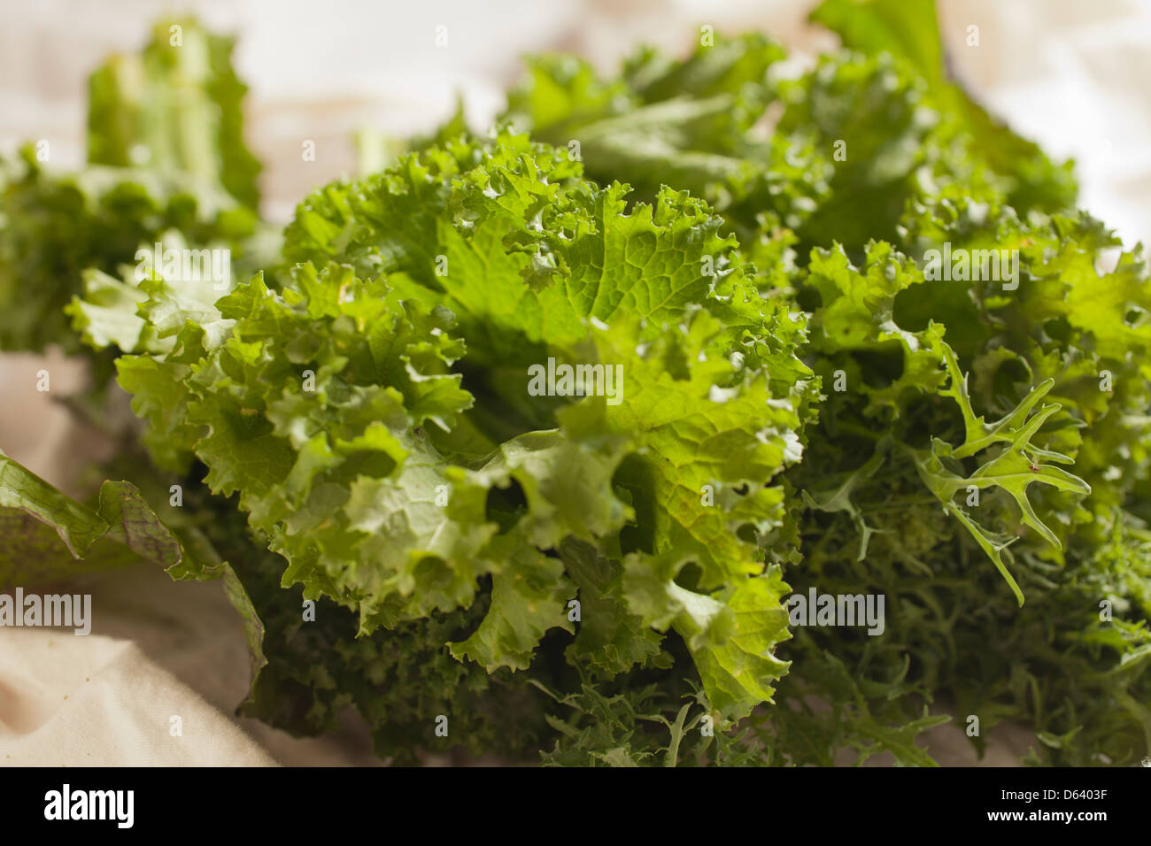 frischem Senf Stockfoto