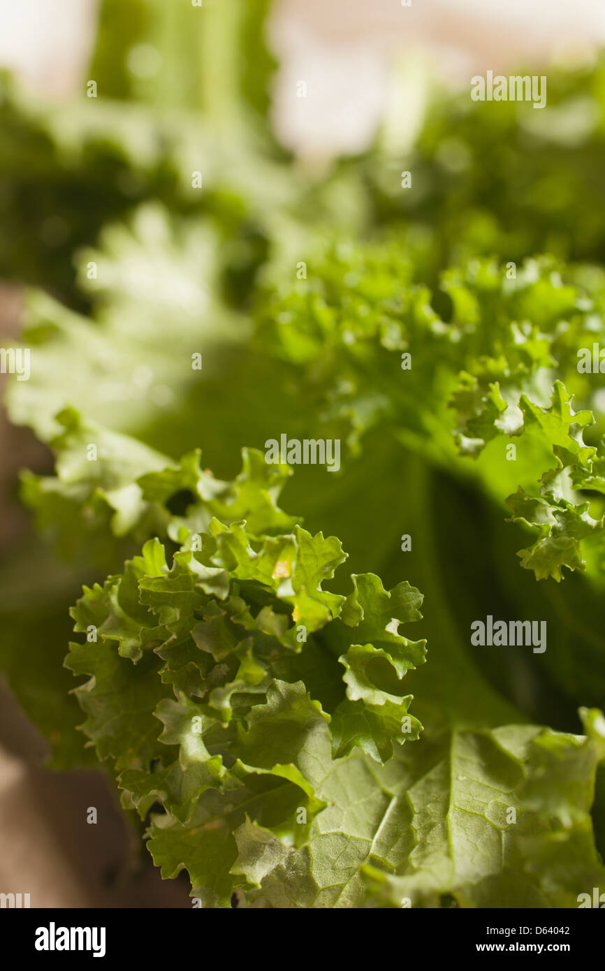 frischem Senf Stockfoto