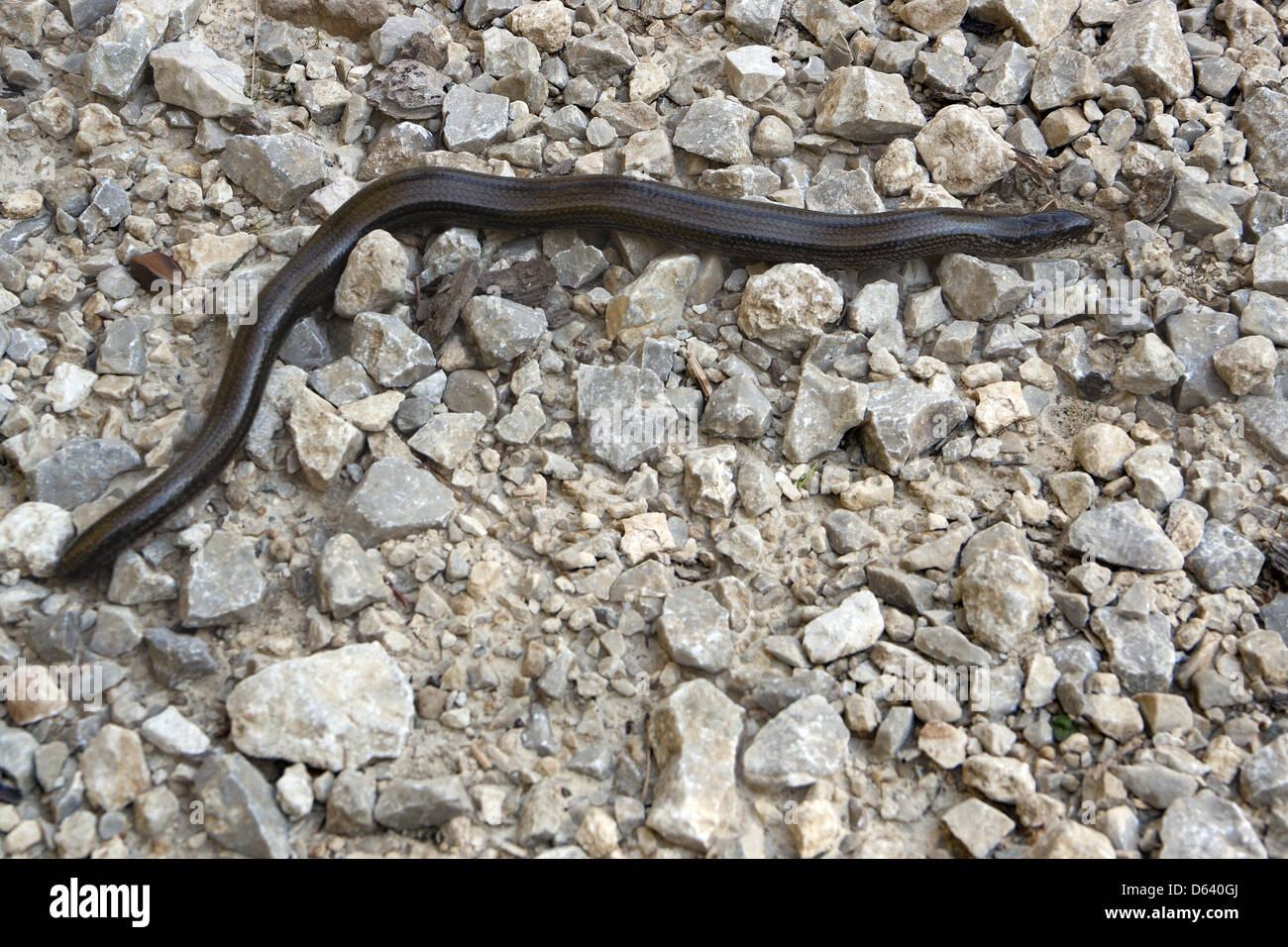 Geschiedenen fragilis Stockfoto