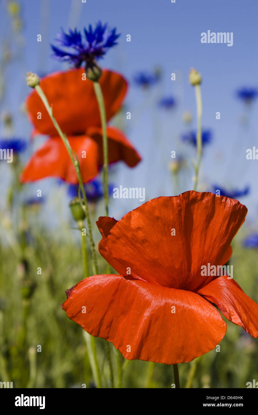 Klatschmohn Stockfoto