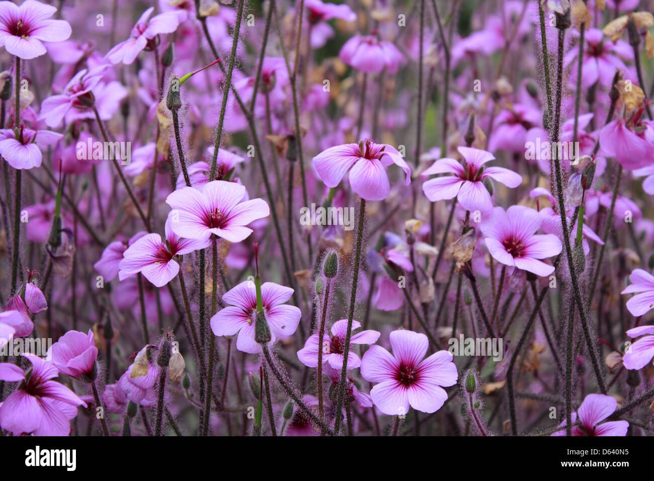 Geranium maderense Stockfoto