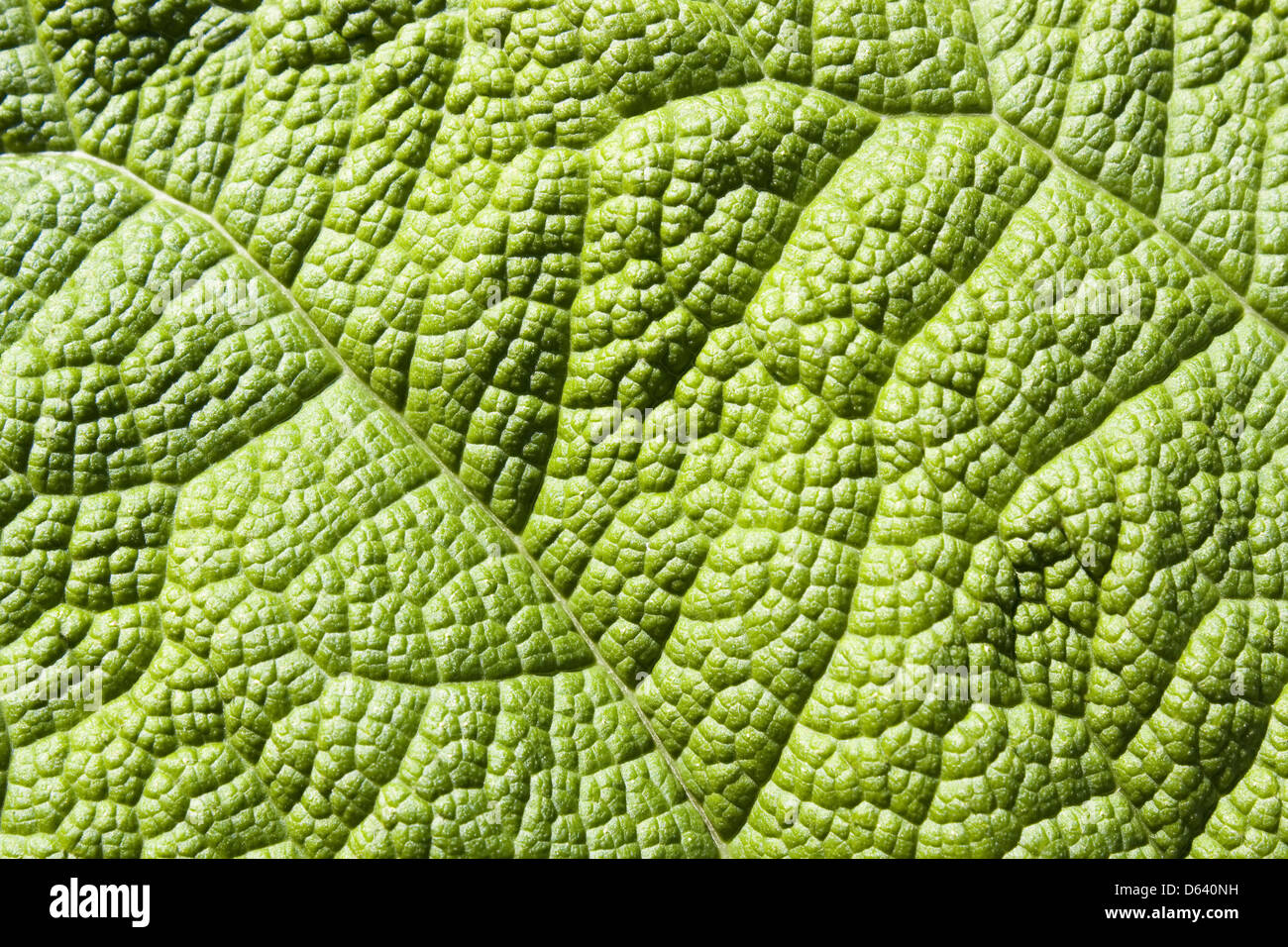 Gunnera manicata Stockfoto