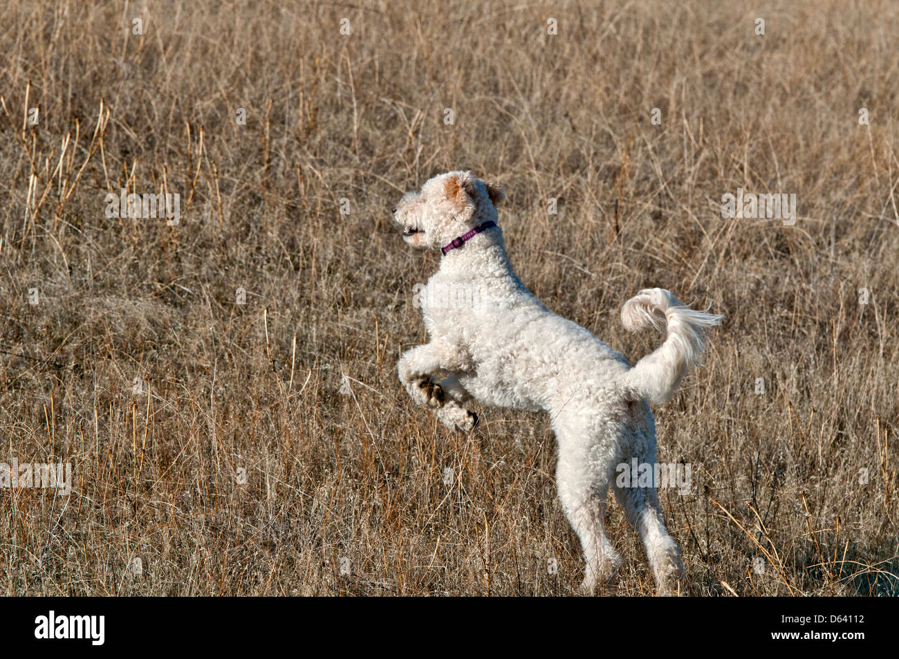 Goldendoodle (Kreuzung zwischen einem Golden Retriever und Pudel) springen Stockfoto