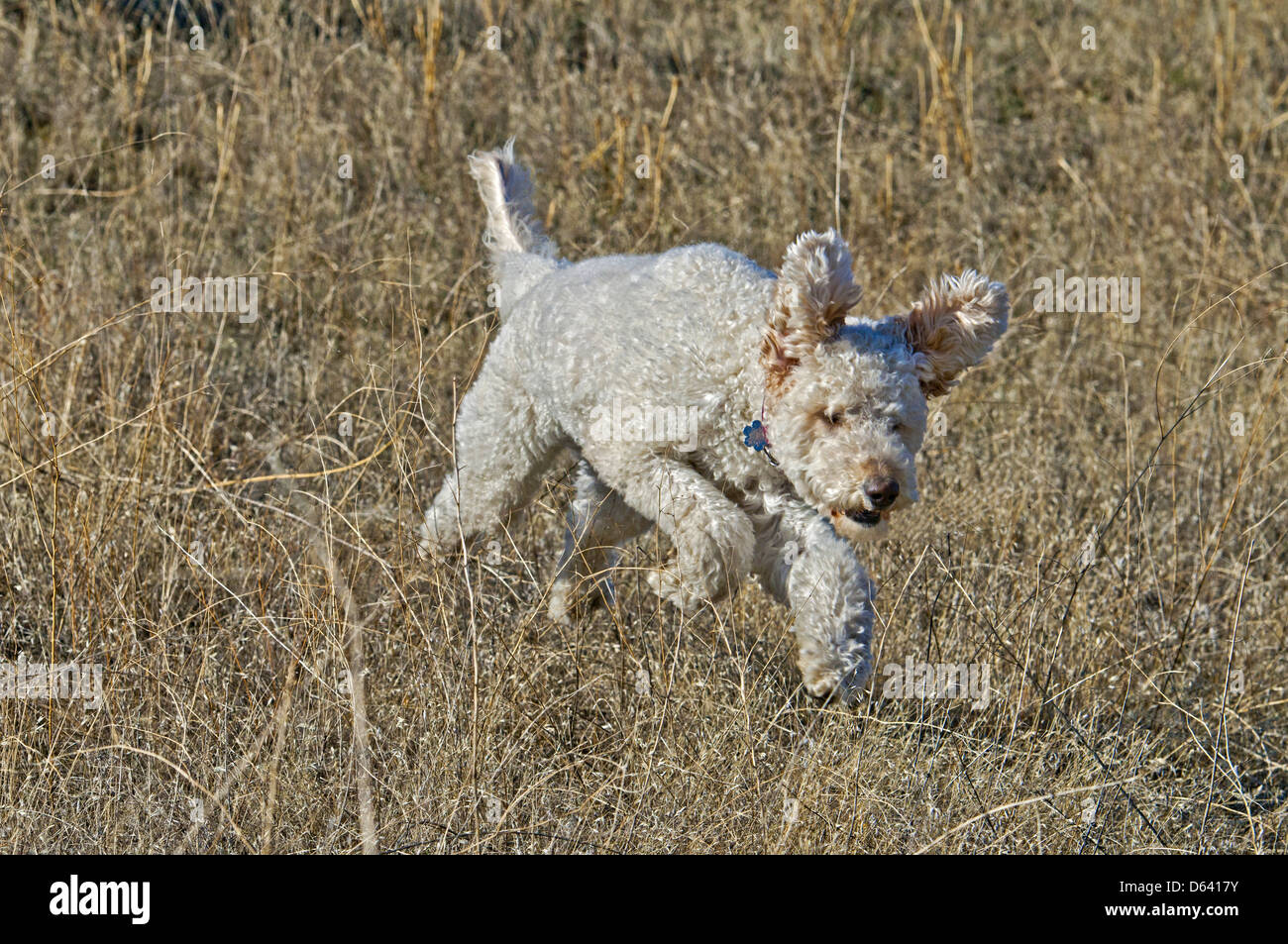 Goldendoodle (Kreuzung zwischen einem Golden Retriever und Pudel) ausgeführt wird. Stockfoto