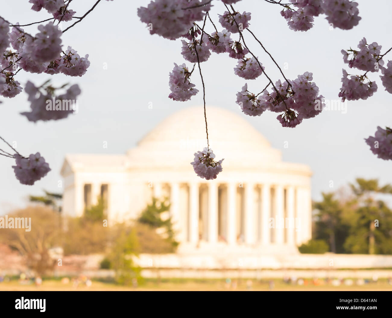 Kirschblüten in Washington DC mit Fokus auf einzelne Blüte und Jefferson Memorial unscharf hinter der Blume Stockfoto