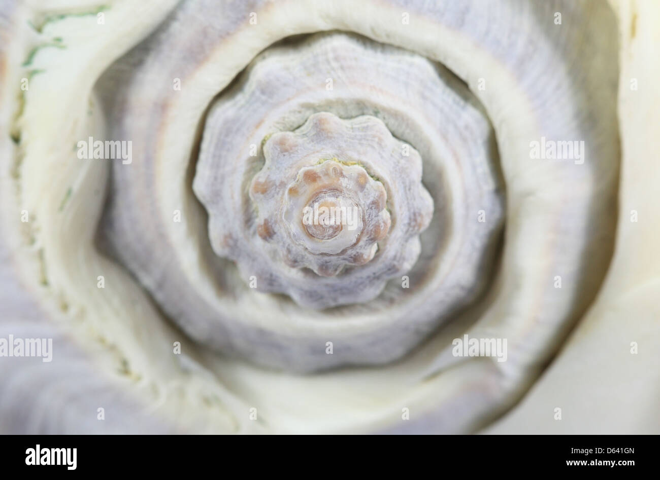 Makrofoto der Spirale Ende eine Muschelschale. Stockfoto