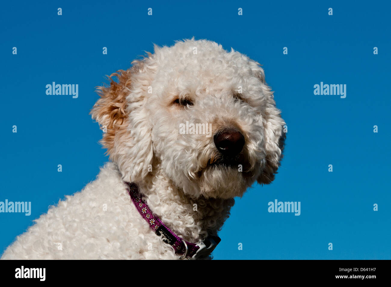 Goldendoodle (Kreuzung zwischen einem golden Retriever und einem Pudel) Porträt Stockfoto