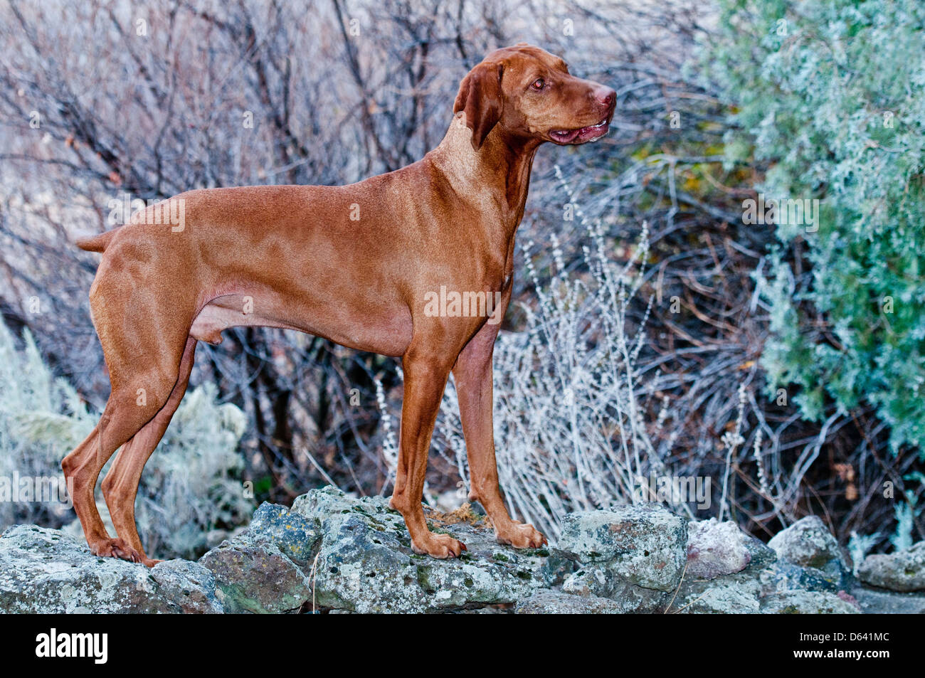 Rhodesian ridgeback Stockfoto