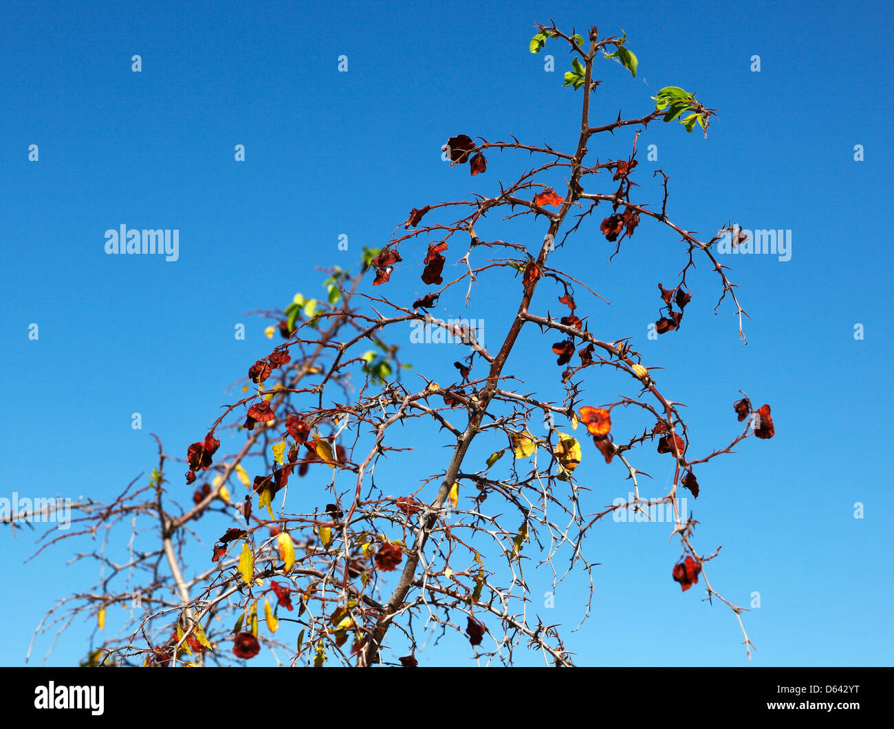 Dornige Strauch Stockfoto