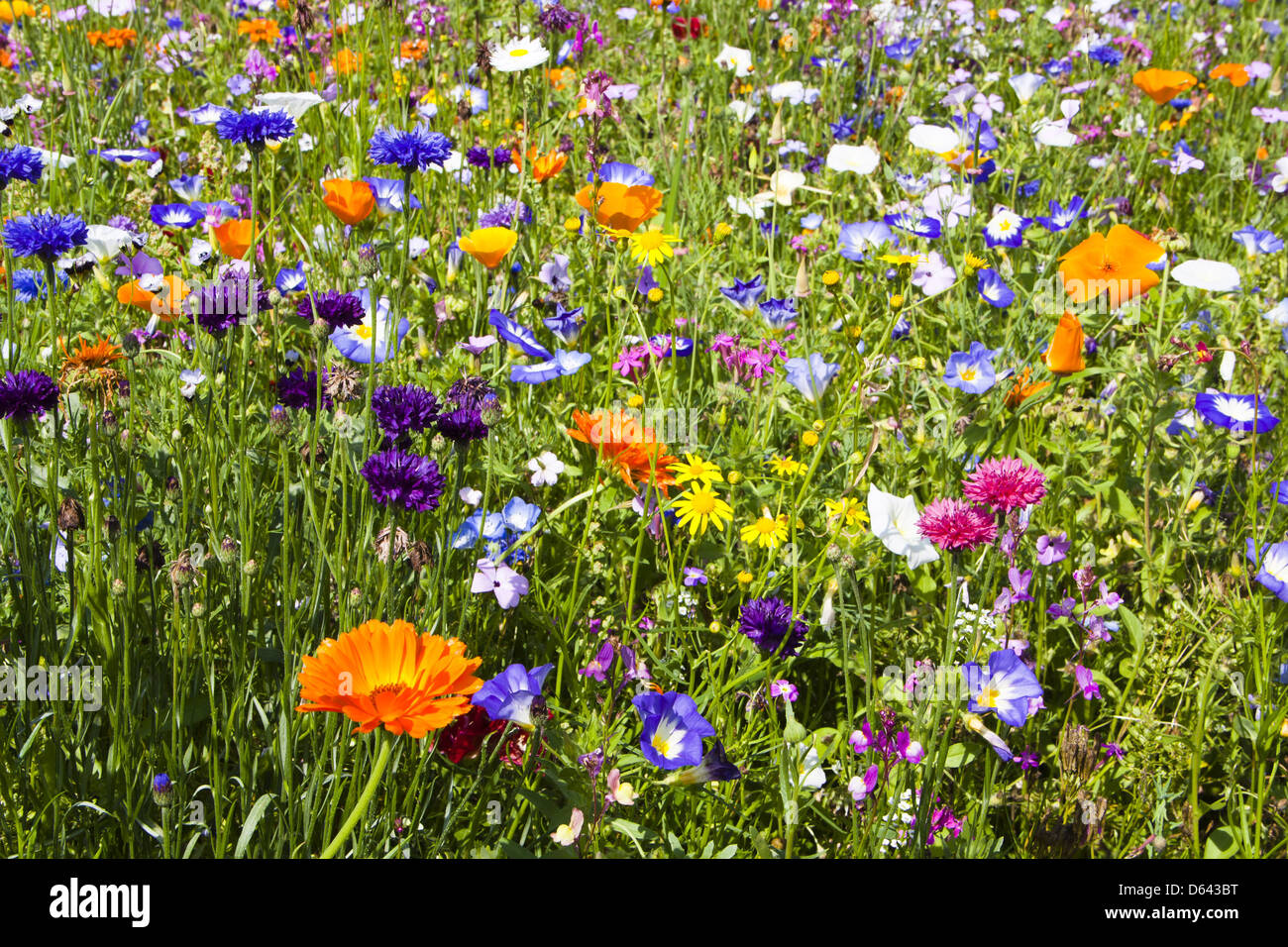 Wildblumenwiese Stockfoto