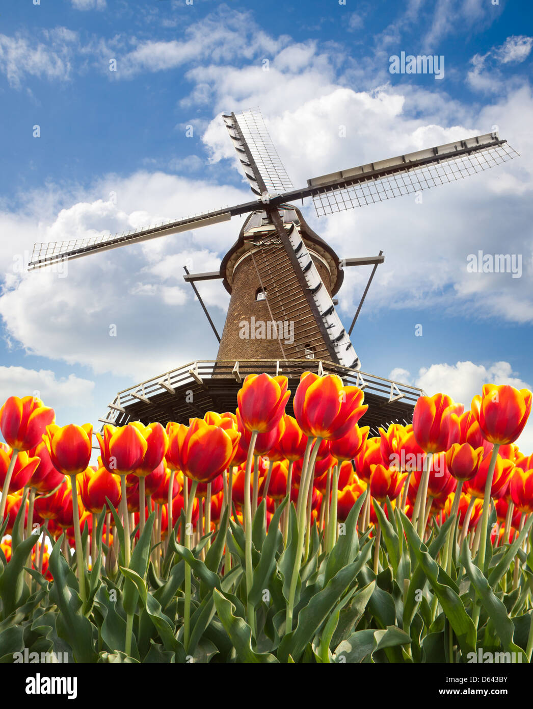 Windmühle mit Tulpen, Holland Stockfoto