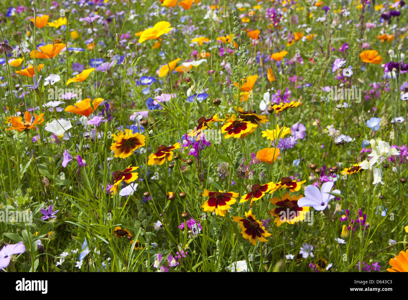 Wildblumenwiese Stockfotografie - Alamy