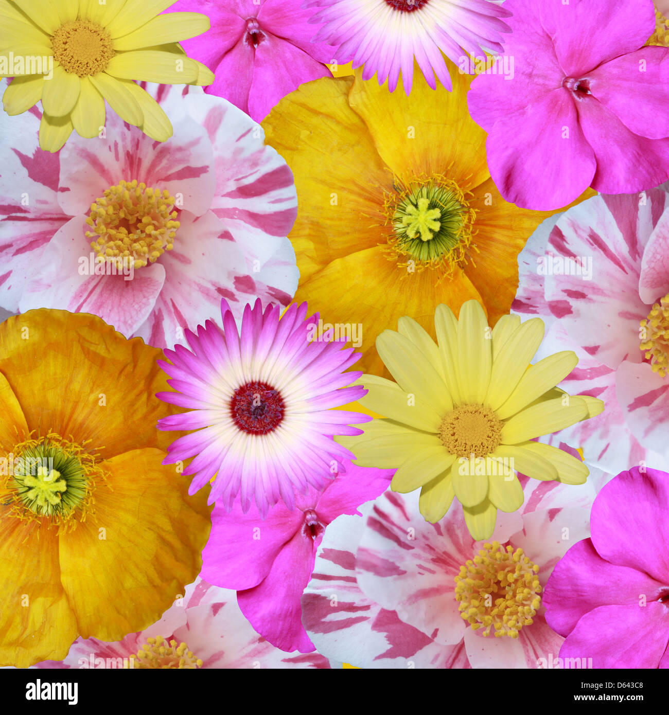 Mischung aus Blumen Stockfoto