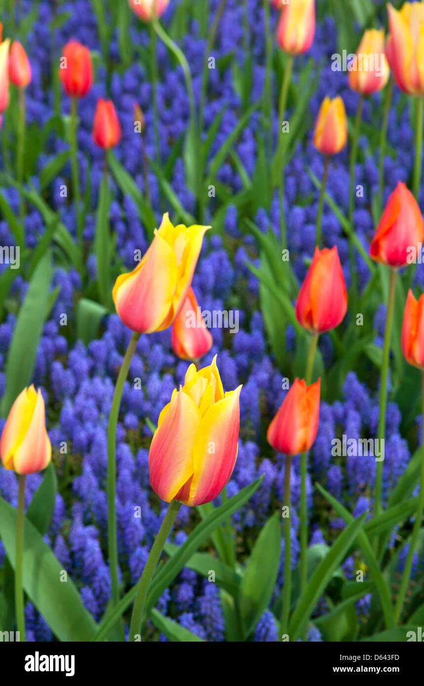 Tulpen mit Hyazinthen Stockfoto