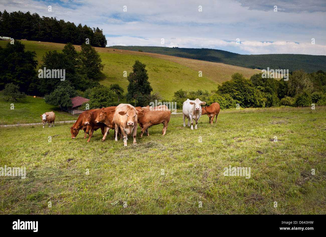 Alpine Kühe auf den Wiesen Stockfoto