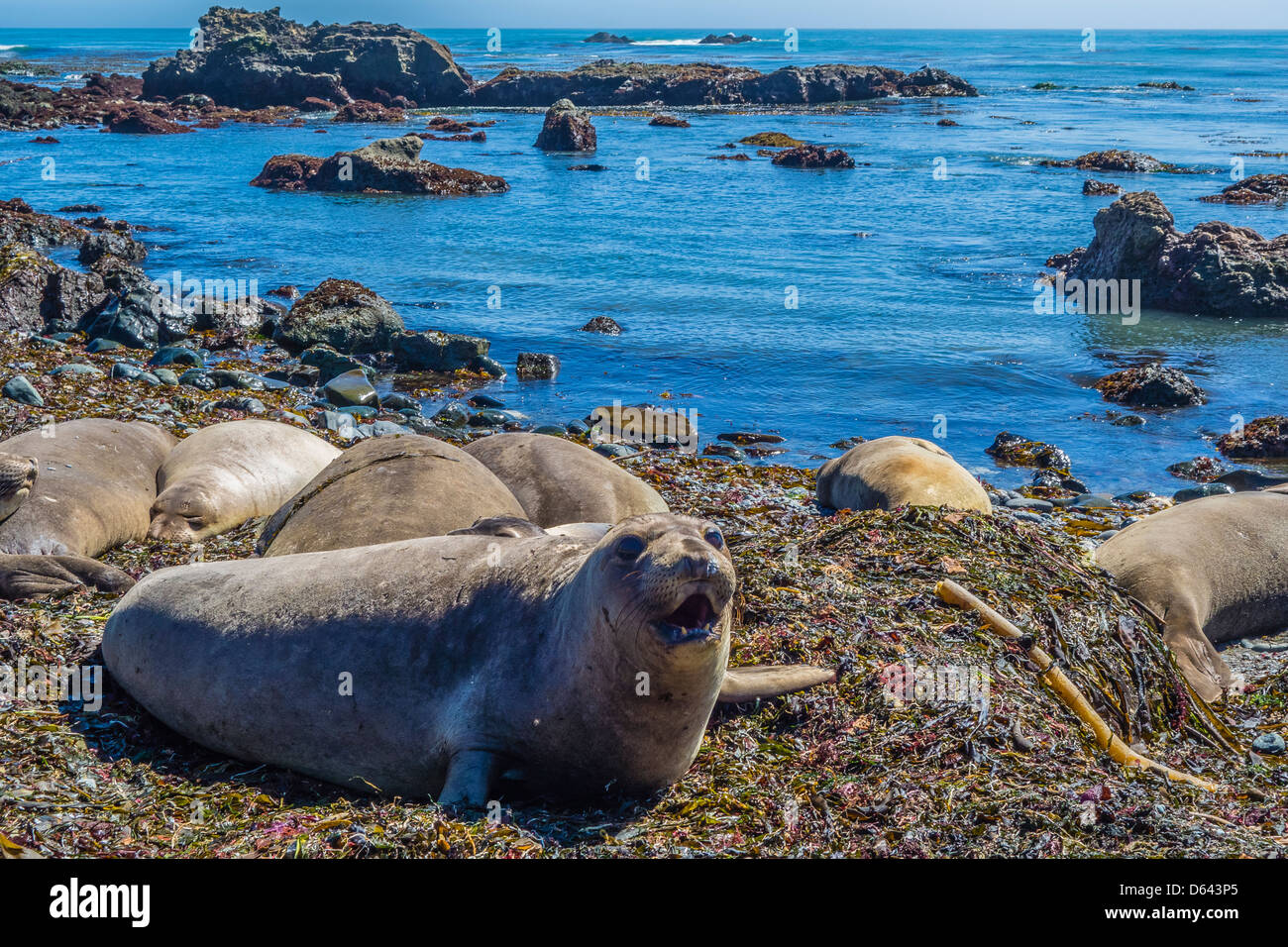 Weibliche und pup nördlichen See-Elefanten (M.angustrirostris) schlafen am Strand von Piedras Blancas in der Nähe von San Simeon, Kalifornien. Stockfoto