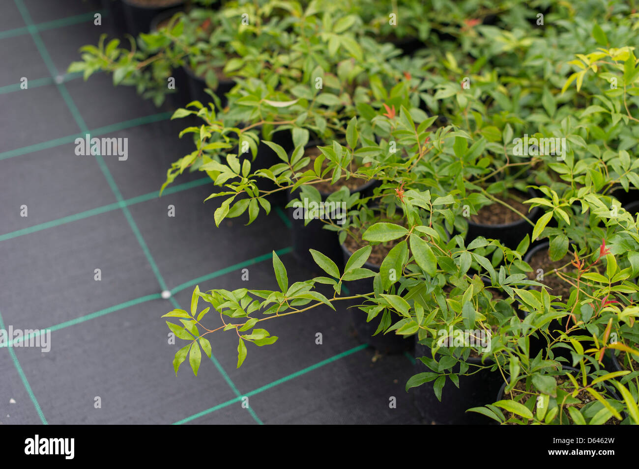 junge Pflanzen wachsen in einem Garten Baumschule Stockfoto
