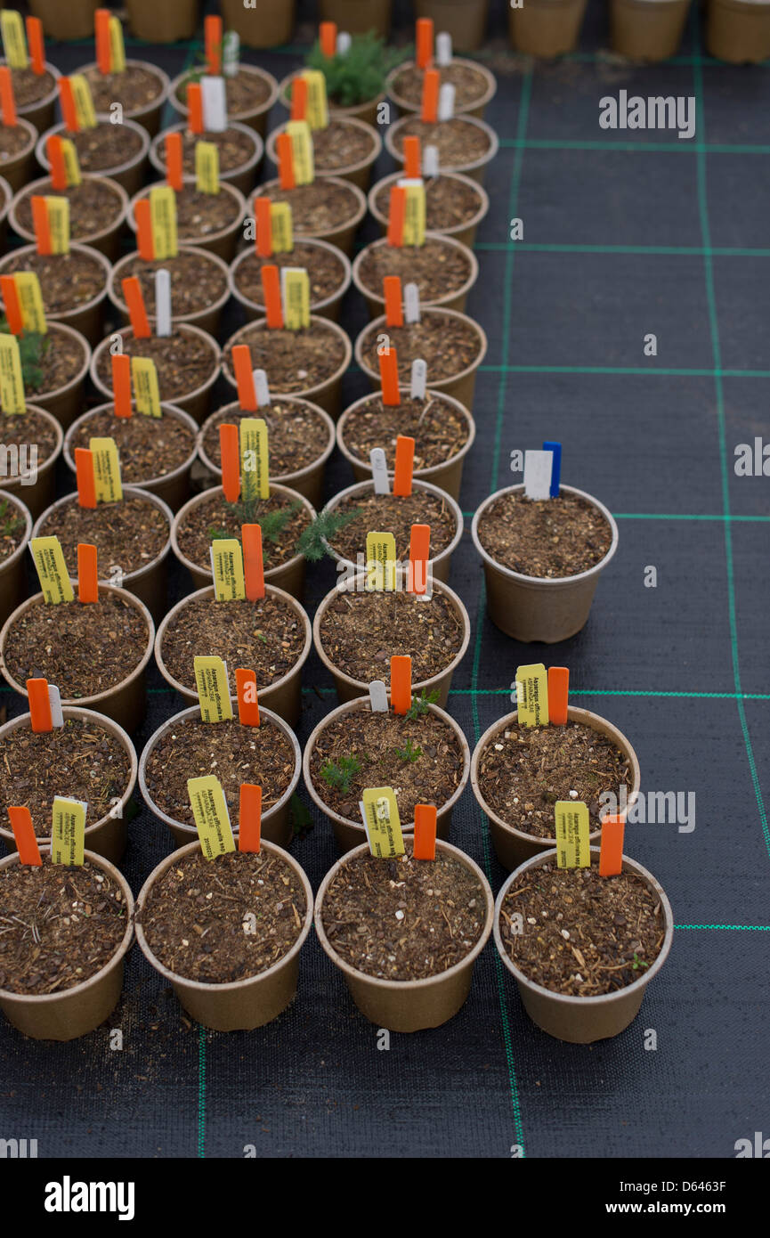 Blumentöpfe, abgebildet auf einem Tisch in einem Garten Baumschule Stockfoto