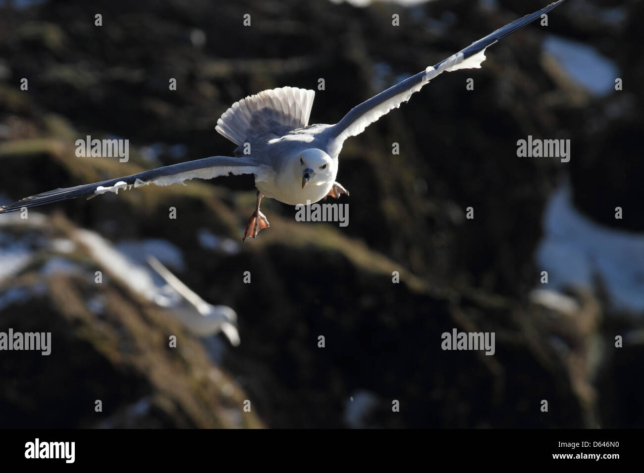 Nördlichen Fulmar im Flug über Klippen von Island Stockfoto