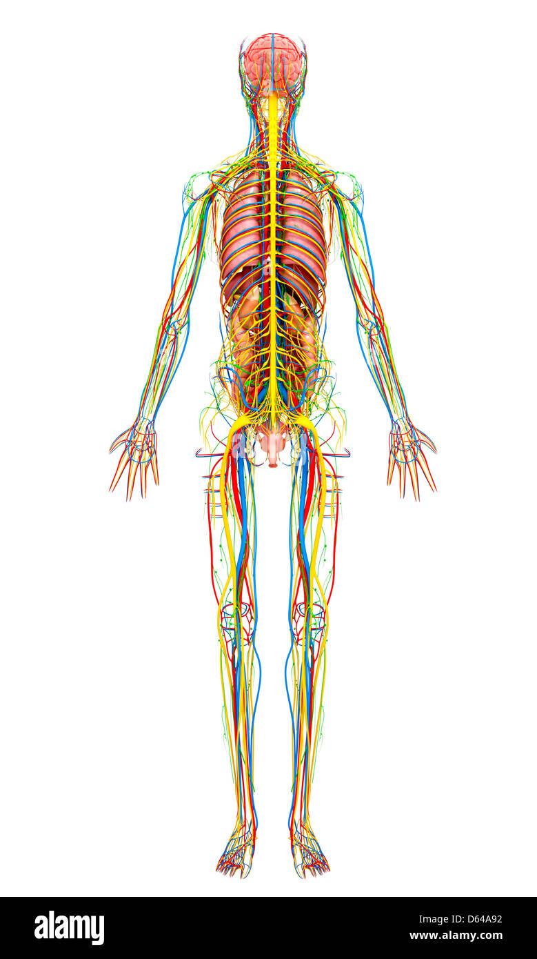 Weibliche Anatomie, artwork Stockfoto