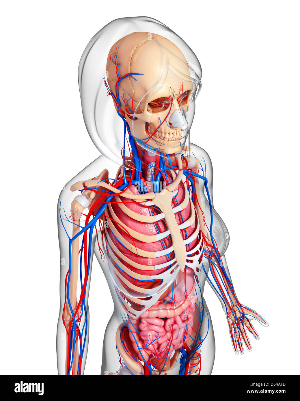 Weibliche Anatomie, artwork Stockfoto