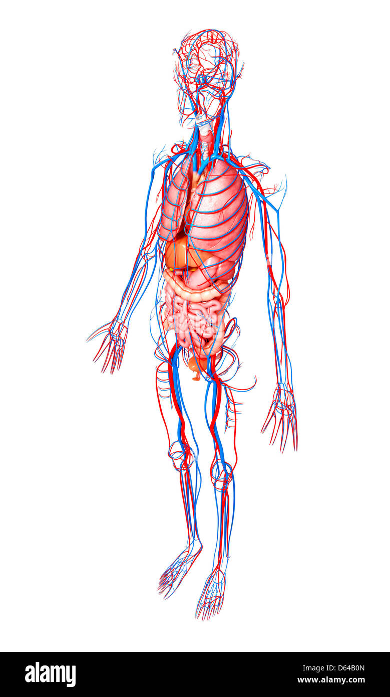 Weibliche Anatomie, artwork Stockfoto