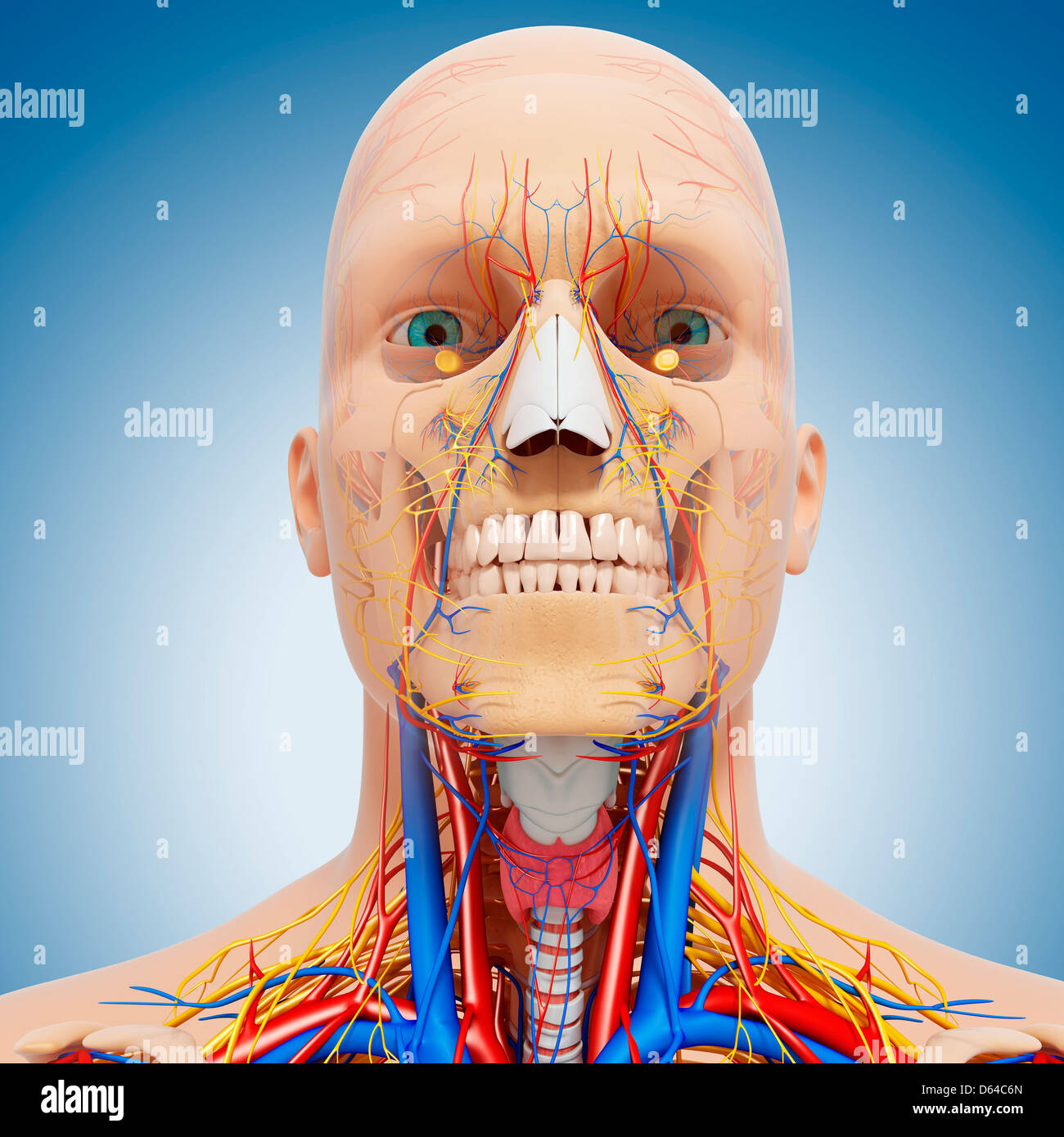 Kopf Anatomie, artwork Stockfoto