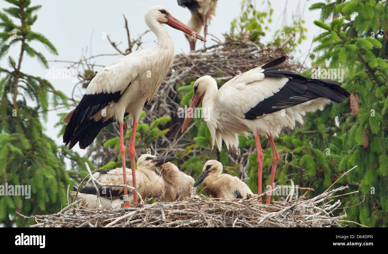 Ein paar Weißstörche stehen in ihrem Nest mit den drei Küken in Biebesheim, Deutschland, 23. Mai 2012. Das streng geschützte Tier konnten erfolgreich in mehreren verschiedenen Brutkolonien zu züchten. Die Küken werden vollwertige in den nächsten Wochen vor Anfang Herbst wenn Eltern Süden fliegen werden. Foto: Boris Roessler Stockfoto