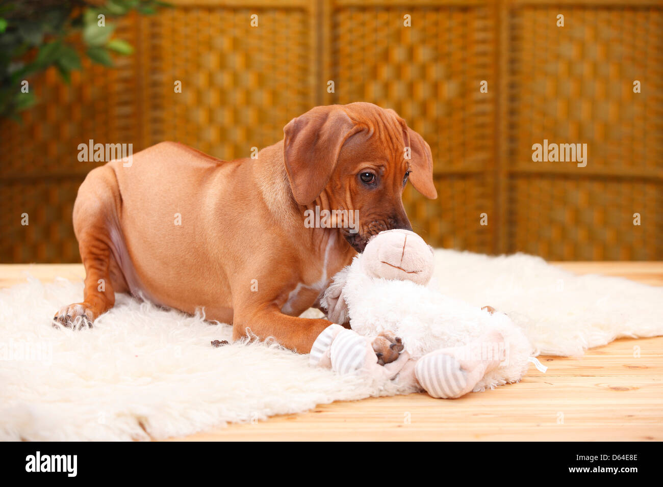 stuffed rhodesian ridgeback
