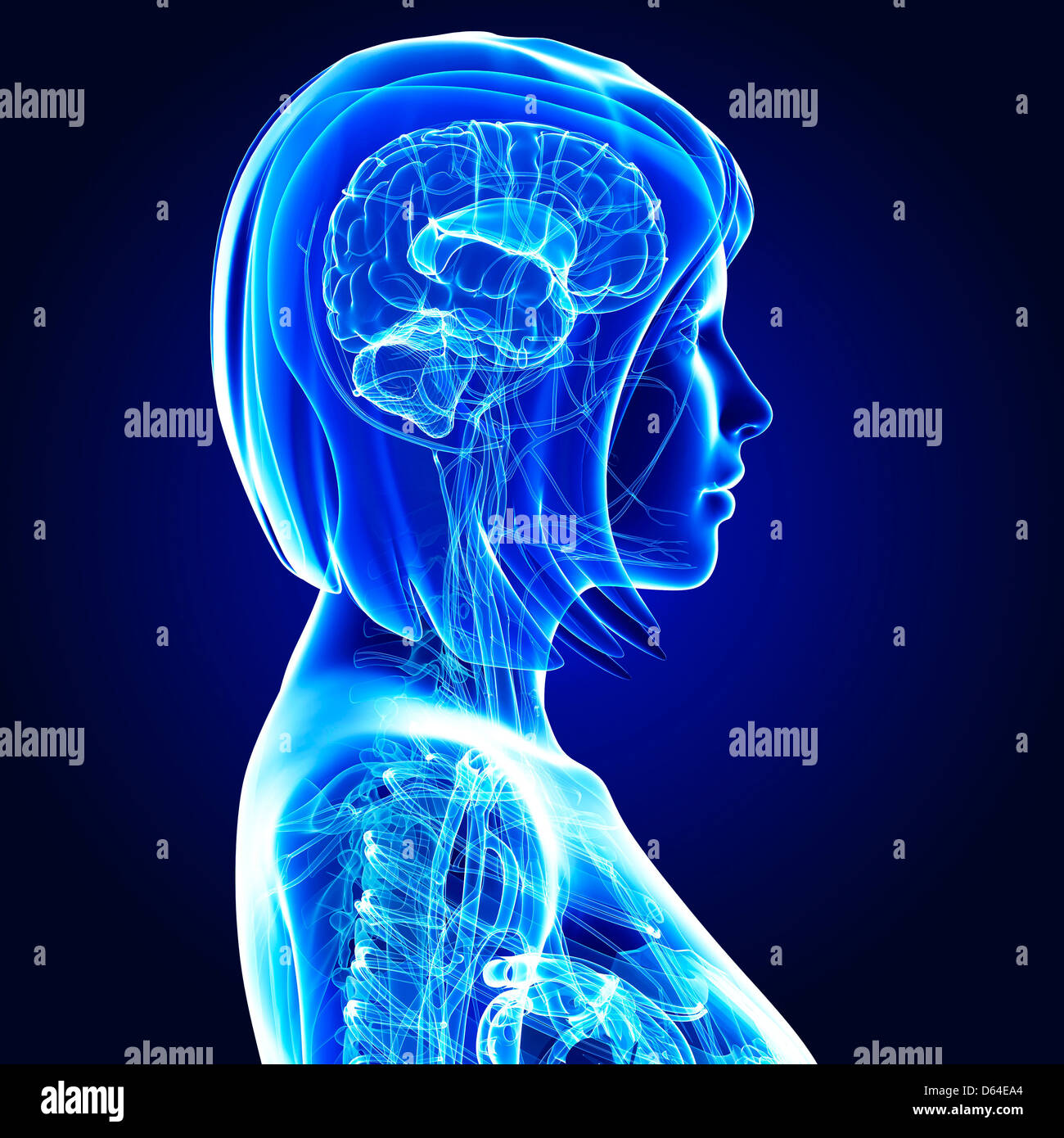 Oberkörper-Anatomie, artwork Stockfoto