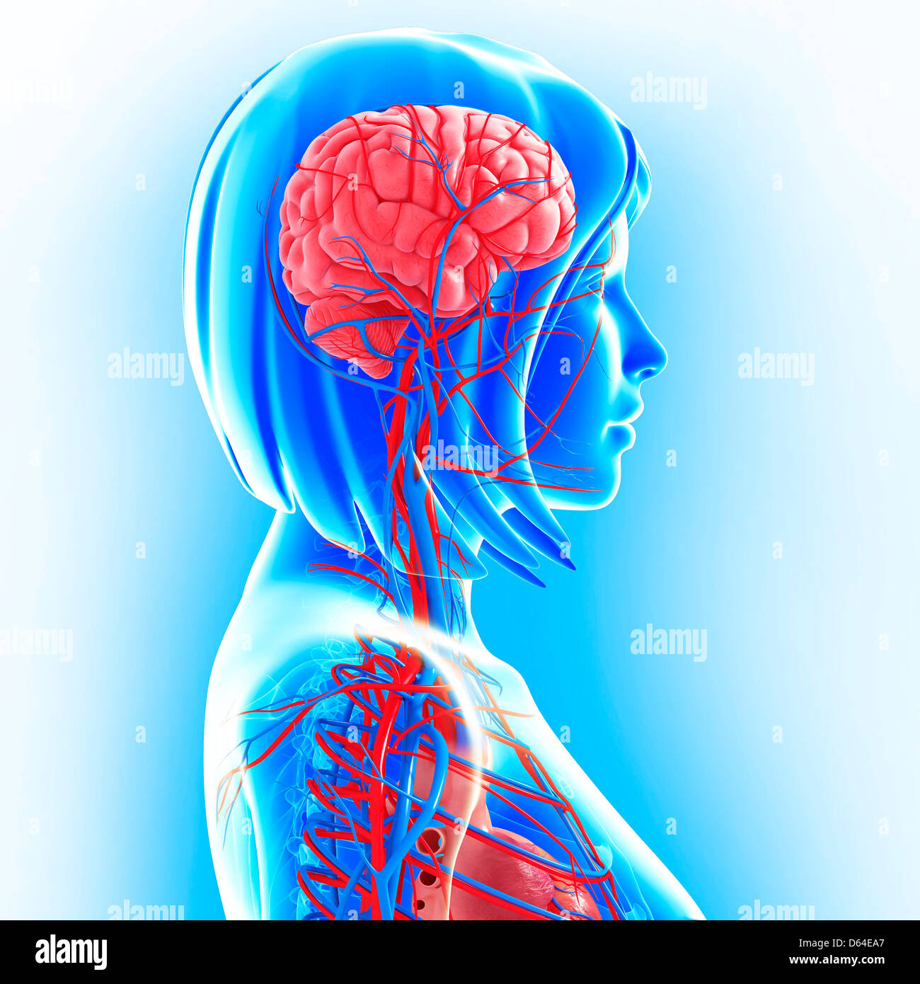 Oberkörper-Anatomie, artwork Stockfoto