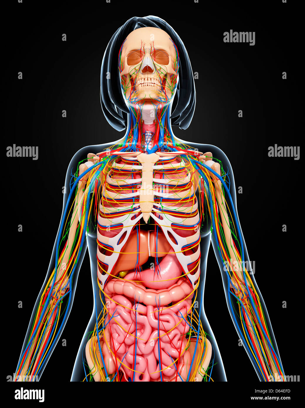 Weibliche Anatomie, artwork Stockfoto