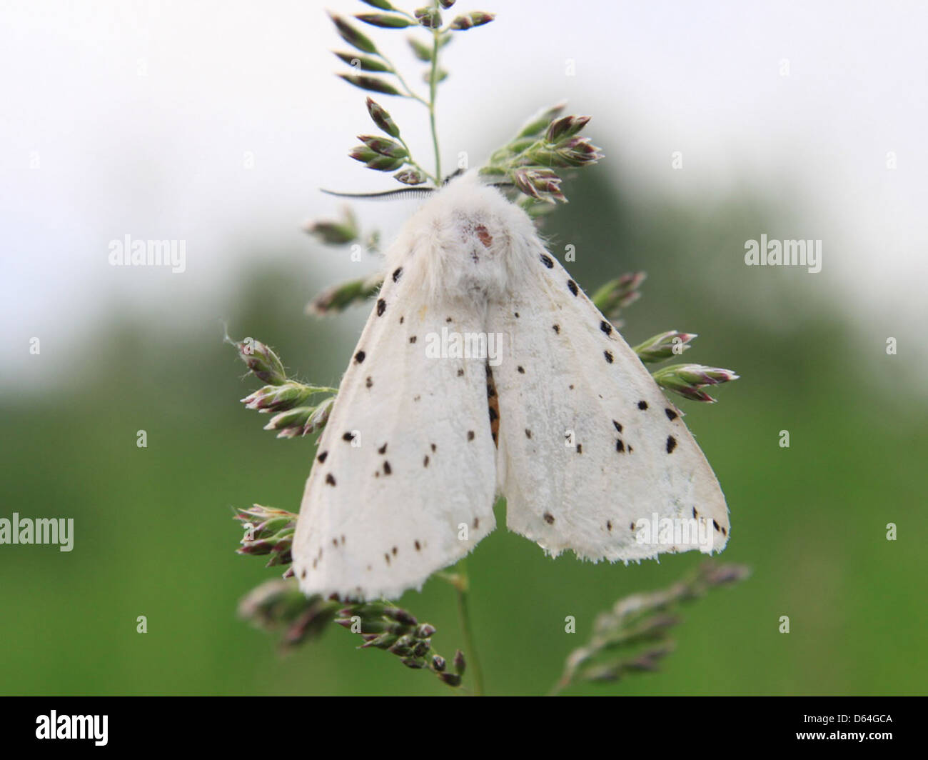 Ein flauschiger weißer Schmetterling mit auffälligen schwarzen Flecken, zart auf einer Blume. Bekannt für ihr elegantes Aussehen, ist diese Art in verschiedenen natürlichen Lebensräumen zu finden und ein häufiges Thema in der Naturfotografie. Stockfoto