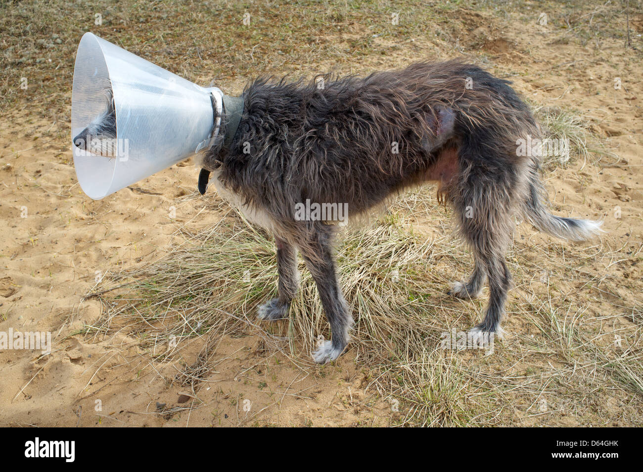 Verletzter Hund trägt einen Veterinär Lampenschirm-Kragen Stockfoto