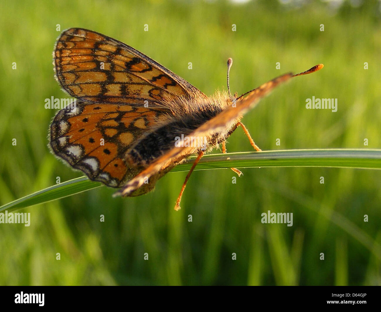 Die Perlenumrandete Fritillary (Clossiana selene) ist eine Schmetterlingsart in Europa und Asien. Die markanten orangefarbenen und schwarzen Flügel haben eine perlenartige Umrandung. Dieser Schmetterling lebt in Grasland und Waldlichtungen und ernährt sich von Veilchen während seines Larvenstadiums. Stockfoto