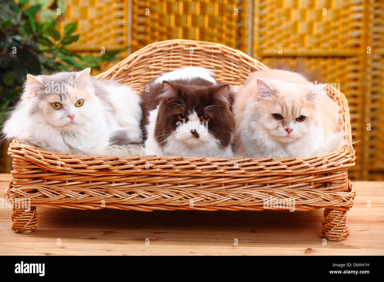 British Longhair Katzen, Creme-weiß, Blau-Creme-weiß und Schokolade-weiß / Highlander, Flachland, Britanica Stockfoto