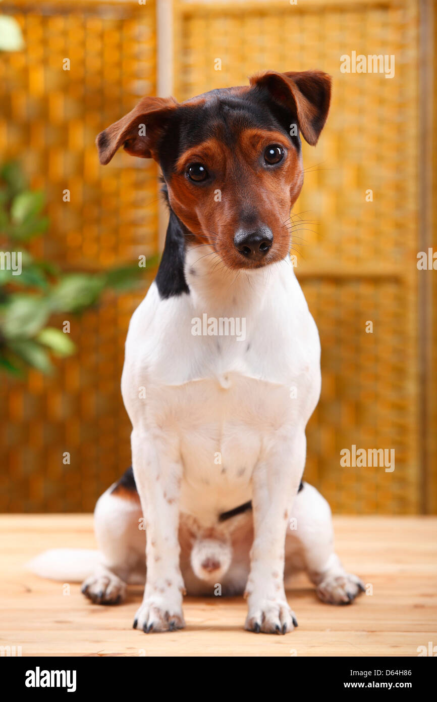 Jack Russell Terrier, Männlich | Jack-Russell-Terrier, Ruede Stockfoto